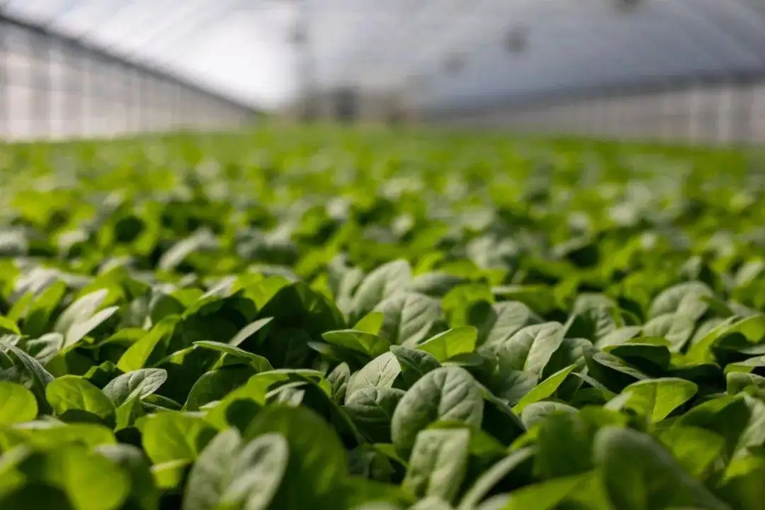Прослеживаемость сельскохозяйственной продукции.jpg