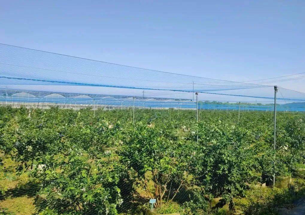 Метеостанция Fruit Garden (2).jpeg