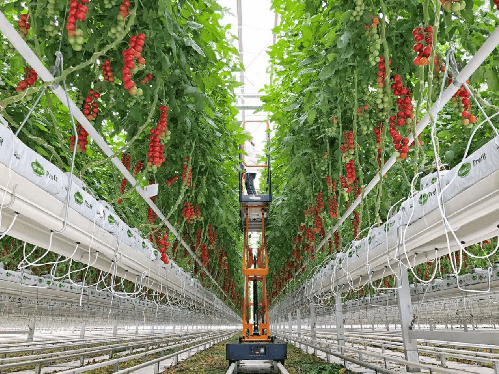 Greenhouse.png Greenhouse.png