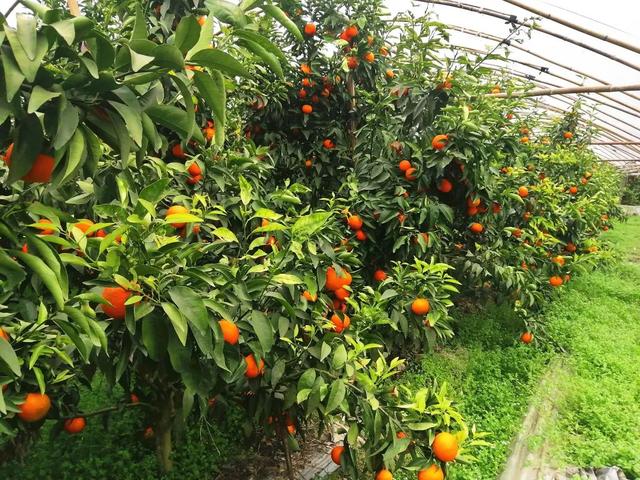 Crop Growth Prediction with Data (1).jpeg