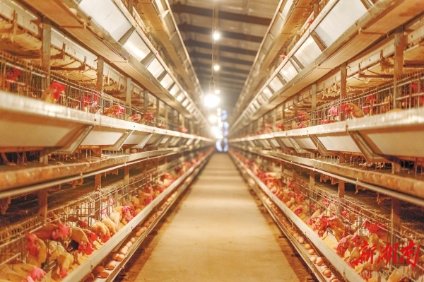 Environmental Monitoring Sensors for Poultry Farms (2).jpeg